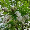 Fleurs d'acacia