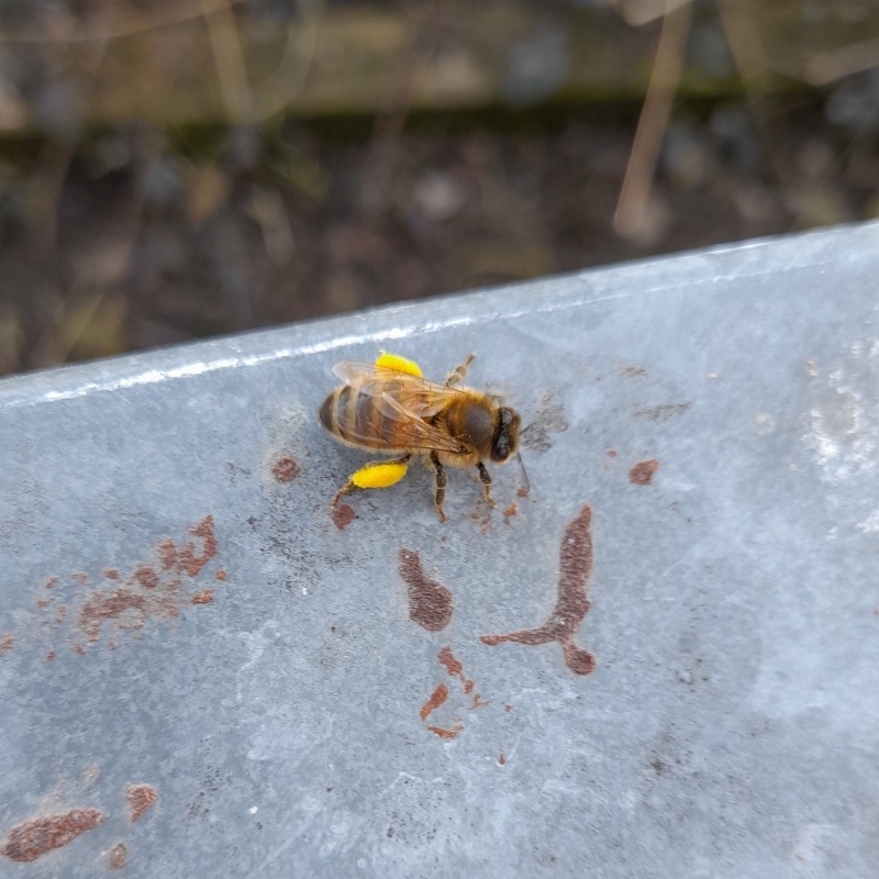 Abeille ramenant du pollen